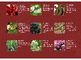 漢方御品茶飲