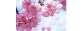 櫻花不動產有限公司