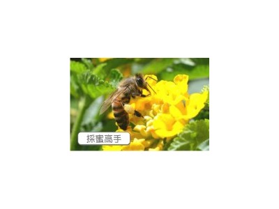 蜂之鄉有限公司相關照片2