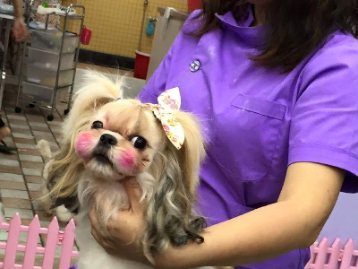 寵物美容