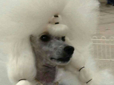 比賽犬