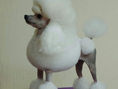 比賽犬