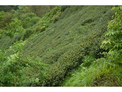 駿茗茶葉有限公司相關照片4