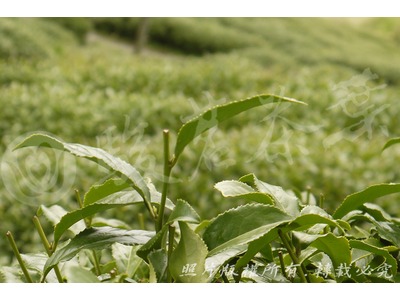 駿茗茶葉有限公司相關照片7
