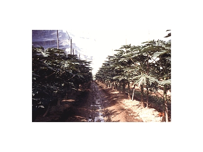 菽華有機蔬果農場相關照片5