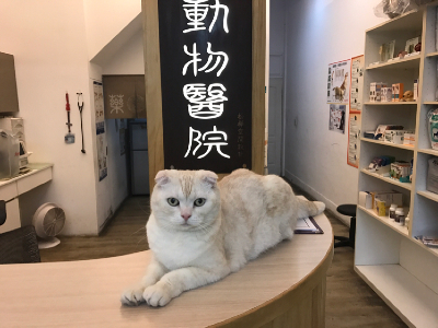 大原動物醫院 公司簡介與徵才工作機會 518熊班 找工作很簡單