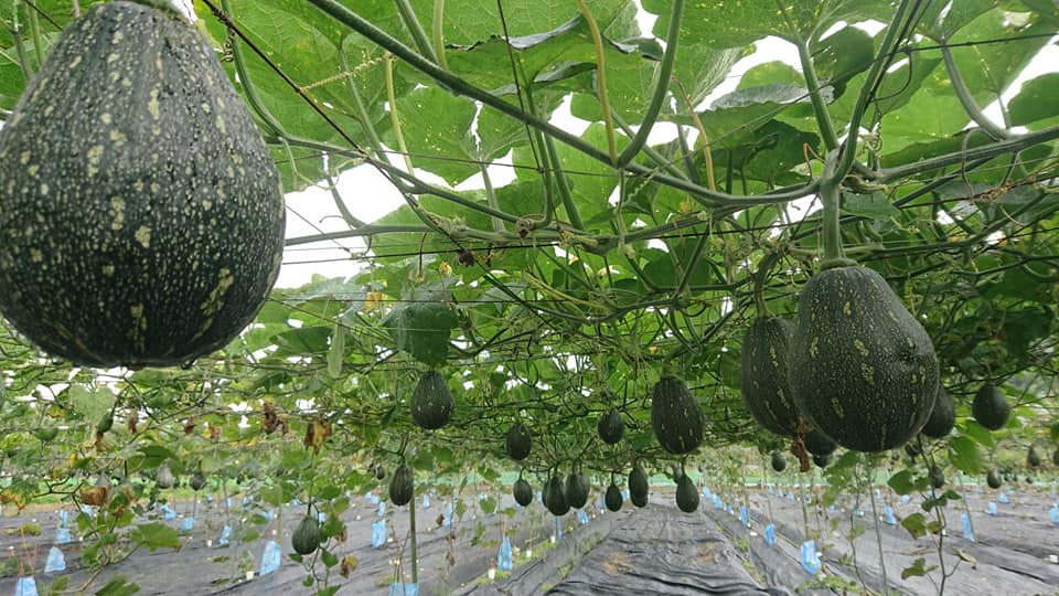 觀自在農業企業有限公司相關照片2