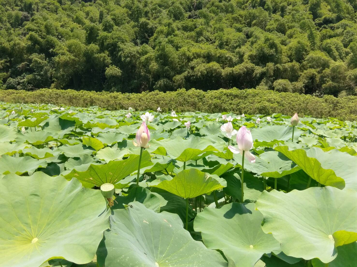 觀自在農業企業有限公司相關照片3