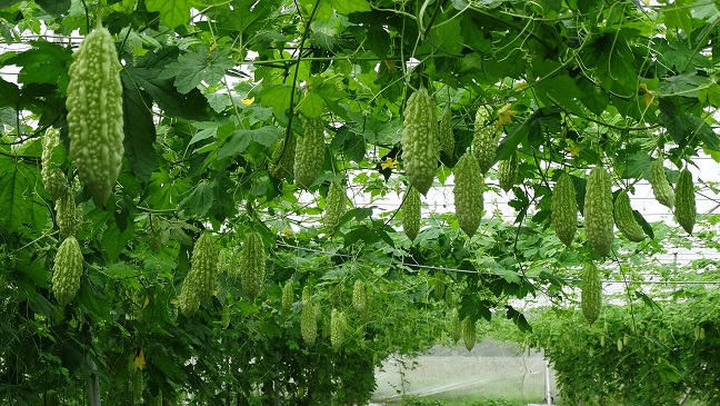 觀自在農業企業有限公司相關照片4