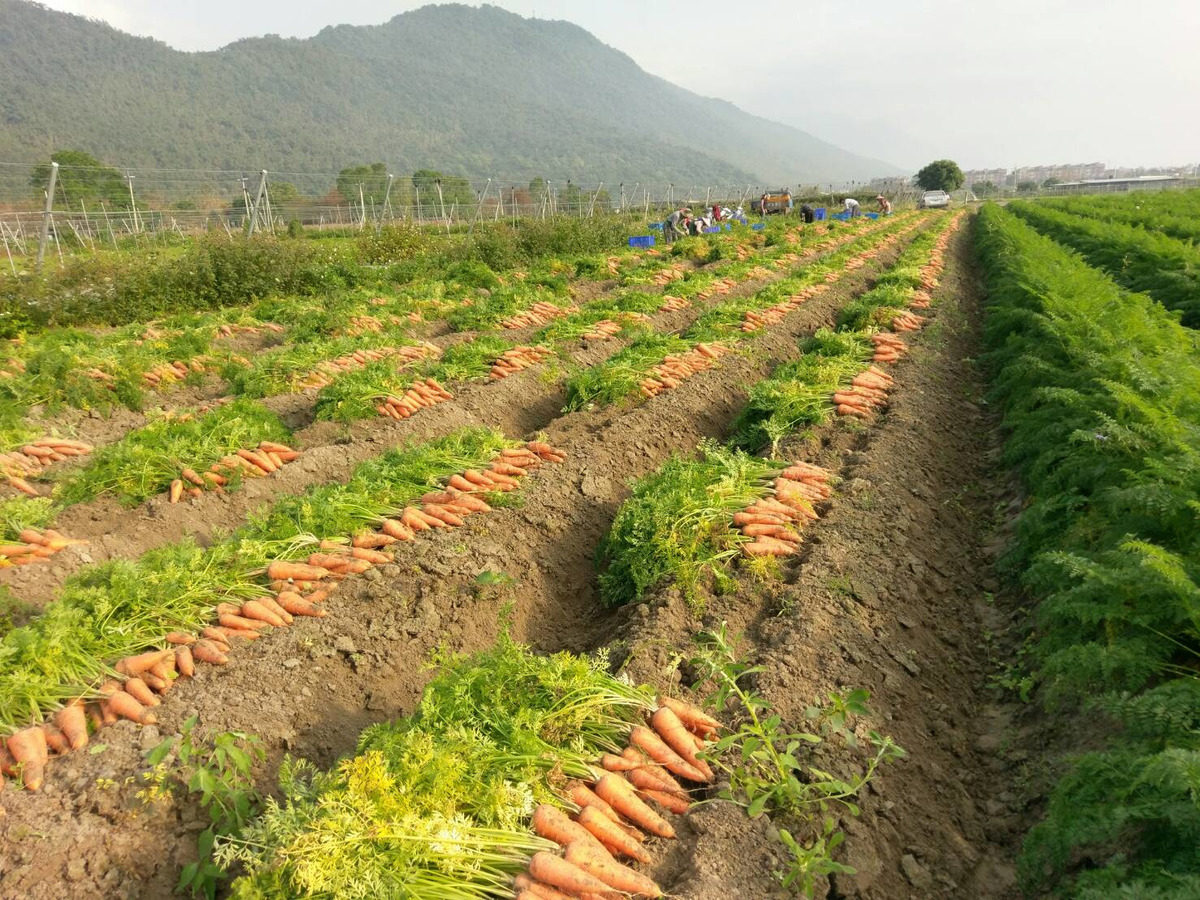 觀自在農業企業有限公司相關照片5