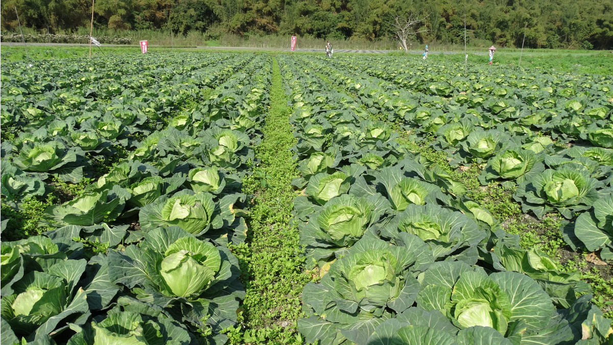 觀自在農業企業有限公司相關照片6