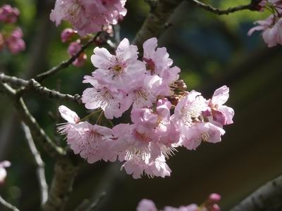 棲蘭山莊櫻花