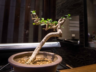 扛棒 醬烤雞排