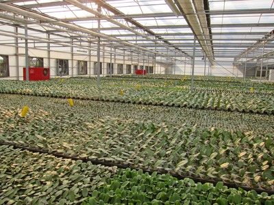 Greenhouse
