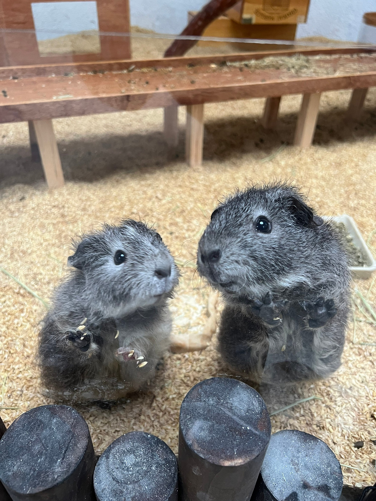 回巢農場(回巢簡餐)相關照片3