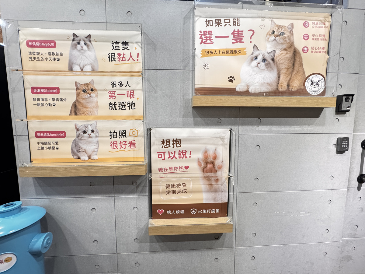 凱莉貓舍相關照片2