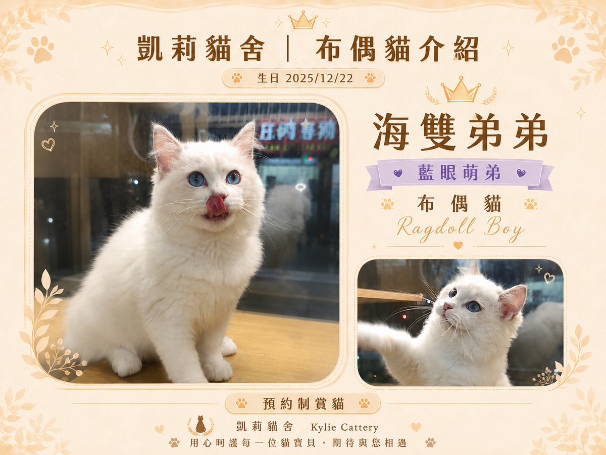 凱莉貓舍相關照片6