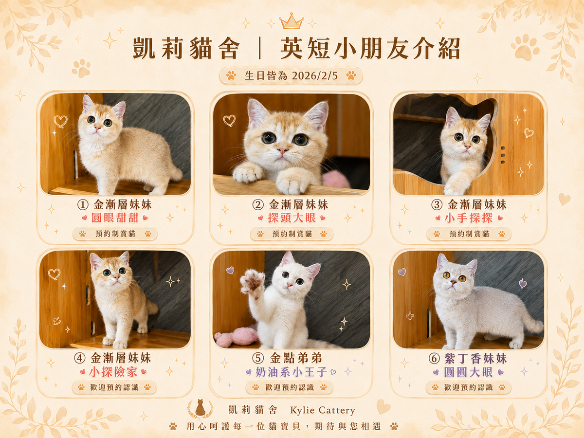 凱莉貓舍相關照片7