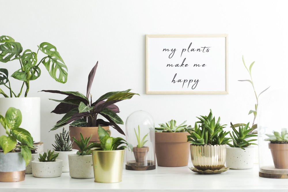 辦公室植物推薦這5款，好養、好看又招財開運！腎蕨、虎尾蘭、黃金葛和這2個都入榜