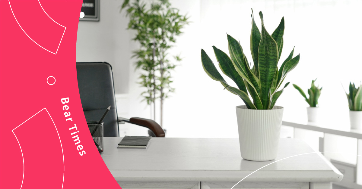 辦公室佈置3步驟，「收納、風水、植栽」讓你事業運UP UP!