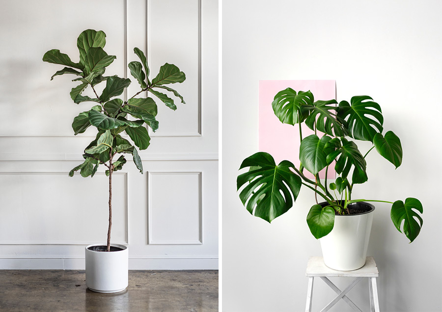 左圖為琴葉榕、右圖為龜背芋。