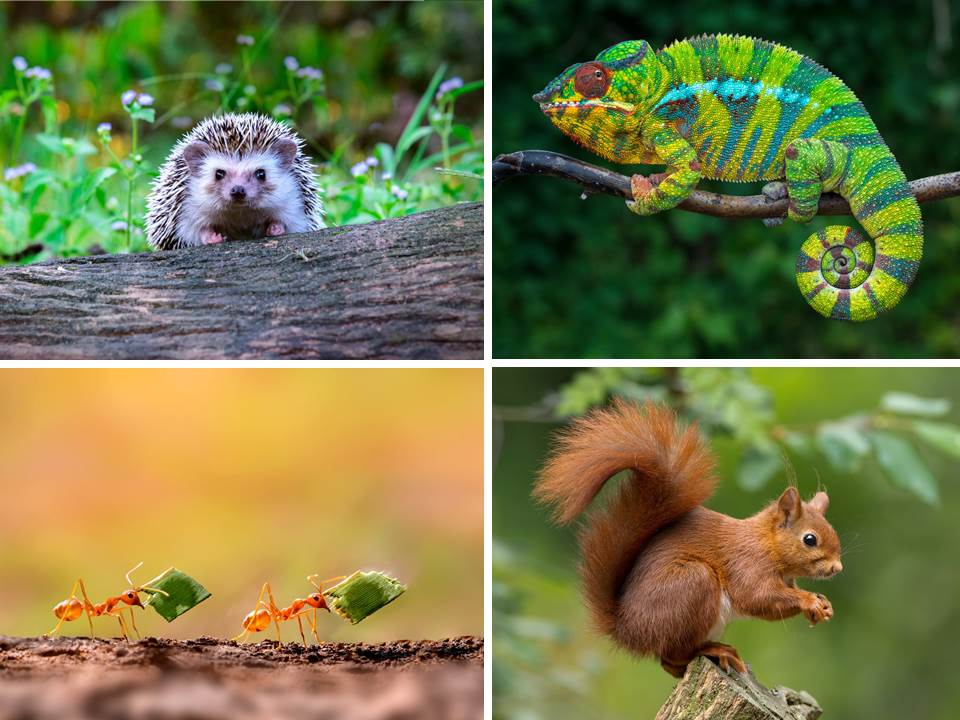 為何工作總是無法專心？先測驗看看你是哪種動物，認清內在性格優缺點