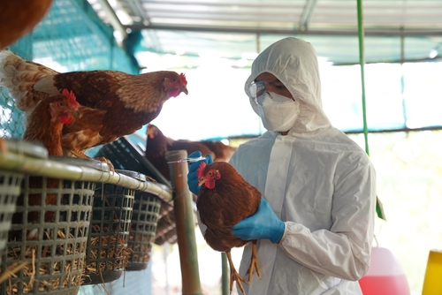 2022年全球性禽流感造成雞隻減少，進而影響雞蛋產量大減，圖為獸醫師對農場家禽進行疫苗接踵預防禽流感