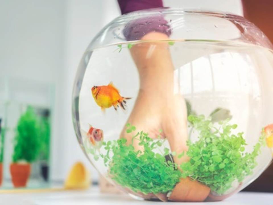 月薪20萬還得幫老闆養魚?3重點揭工作要「做雜事」的理由是… 月薪20萬還得幫老闆養魚?3重點揭工作要「做雜事」的理由是…
