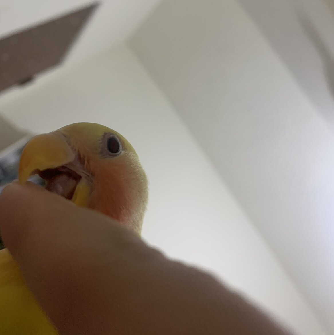 慕慕的大頭照