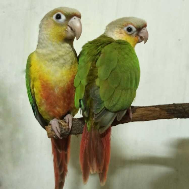 Alice的大頭照