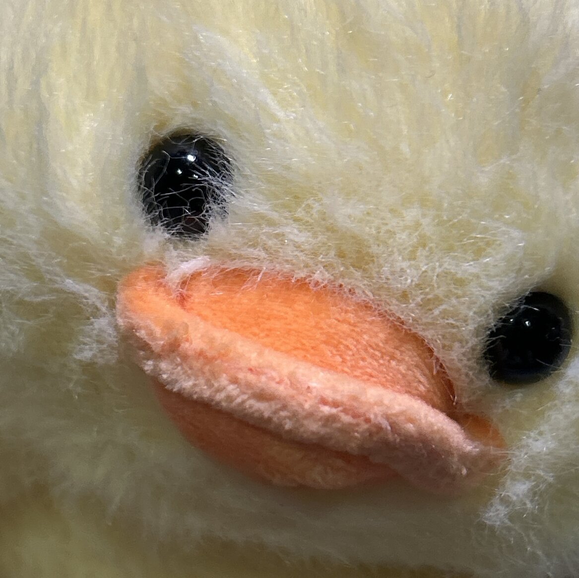 ☀️🦆的大頭照