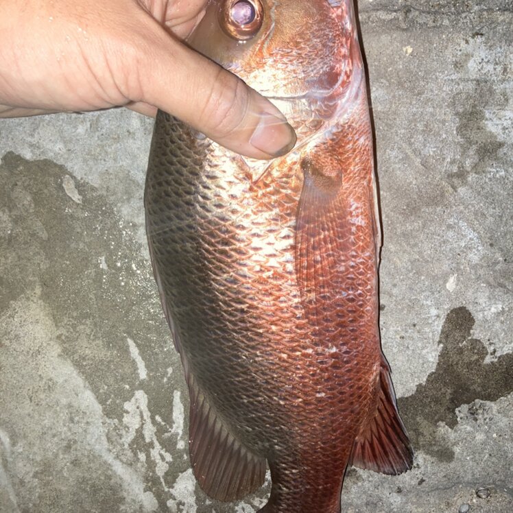政隆的大頭照