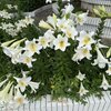 小花貓