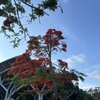 圍巾